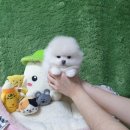 광주강아지분양 고양이분양 펫왕국 이미지