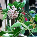 호야, 내아이 이미지