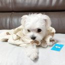 디어베어(Dear Bear)