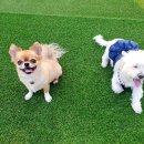 제이 애견 호텔 이미지