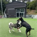 퍼피스카우트 이미지