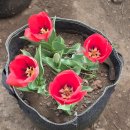 보롬제주 | 🌷 제주 보롬왓 튤립축제 후기, 사진 찍기 좋은 제주 명소