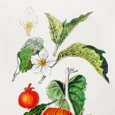 보타니컬아트 (중급) 이미지