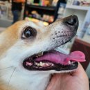 튼튼동물치과병원 이미지