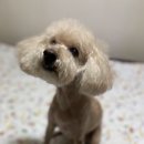 썬샤인뷰티독 이미지