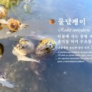 🐌물달팽이 (Radix auricularia) 민물에 사는 중형 자웅동체 달팽이 오염지표종 이미지