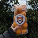 사정농장 | [은하감귤체험농장]아이와함께 제주도 귤따기 체험 서귀포귤체험