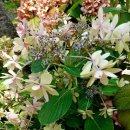 꺽쇠한우 이미지