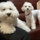 개랑놀아주는남자 이미지