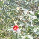 선운사 단풍구경 이미지