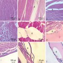 흰다리새우의 기포병(gas bubble disease) 이미지