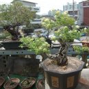 우리분재 이미지