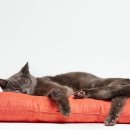 고양이발 이미지