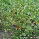 쌍백농장 이미지