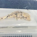 제이엔디 | 🦎✨ 하남에서 파충류에 진심인 공간을 만나다 ✨🦎파충류샵 제이엔디 게코 방문 후기