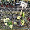 로즈마리 화원 | [식쇼일기] 봄맞이 조인폴리아 방문 후기