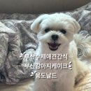 스마트팜 | 배달 가능한 부산 강아지 수제 간식 강아지 케이크 몽도날드