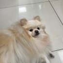 웰니스동물병원(롯데월드점) 이미지