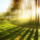 수림꽃농원 이미지