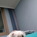 댕댕러브펫 | 강아지 펫보험 5개 보험사 비교, 직접 가입 후기..