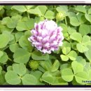 꿈꾸는 언덕 이미지