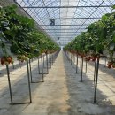 은마길 | [체험후기_체험활동] 일산 농원 체험 후기 (딸기따기체험)