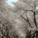 보조댐관광지 화장실 | 대구 경북 벚꽃 명소 가창댐 벚꽃길, 청도 각북 벚꽃길 실시간 4월 5일 개화상황 주차정보