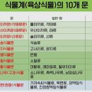 지중해소나무 이미지