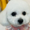 멍탕멍컷 이미지