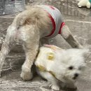 도그마루 동물병원 이미지