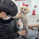 애견미용 이미지