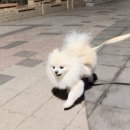 펫츠락(pet's 樂) | 흡수력 좋은 졸리젤리 오드AUD 강아지 배변패드 추천 사용 후기