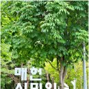 지에스25 양재매헌점 | 서울 수국 명소 매헌 시민의 숲