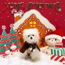 퍼피글랫 이미지