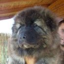 순진한 강아지 이미지