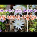 천마산 너도바람꽃 / 싸돌맨 이미지