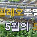 주말농장 텃밭가꾸기! 텃밭작물 여름 재배 이미지