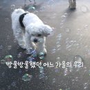 웬만해선 개들을 막을 수 없다 이미지