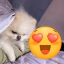 사랑스럽댕 이미지