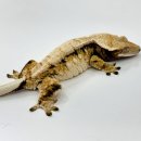 카민렙타일