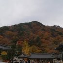 용문사 이미지