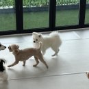 새솔동 골목댕장 | 안산애견유치원, 행복한 유치치원생활 새솔동 골목댕장 애견유치원&amp;호텔 :)