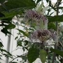 패션플라워 메타에(Passiflora metae) 이미지