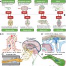Re: CSF 흐름, Meningeal lymphatic drainage, 최신 Neuroscience의 이해 이미지