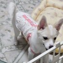 아띠아지 | 대구 두류공원 근처 애견카페 마이펫30(서른살 나의 펫) | 미용 목욕 마사지 놀이를 동시에 할수있는 곳