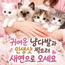 새연리조트 | 벚꽃과 계곡이 있는 가평 글램핑 - 새연카라반글램핑 설악2호점