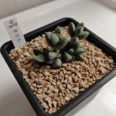 바보다육 네이버블로그