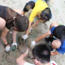 Year 7-9 students- make the beach a cleaner and greener place for everyone! 이미지