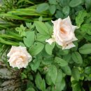 합성촌경로당 이미지