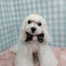 펫피파니 이미지